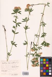 Trifolium lupinaster L., Eastern Europe, Central forest-and-steppe region (E6) (Russia)