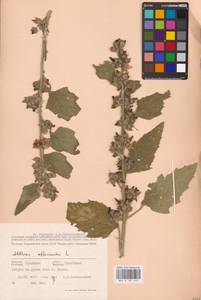 Althaea officinalis L., Eastern Europe, South Ukrainian region (E12) (Ukraine)