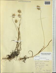Lagurus ovatus L., Australia & Oceania (AUSTR) (New Zealand)