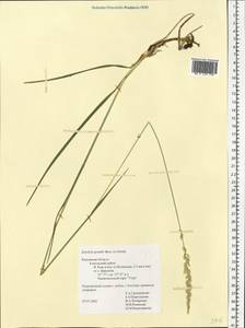Koeleria pyramidata subsp. pyramidata, Eastern Europe, Central region (E4) (Russia)