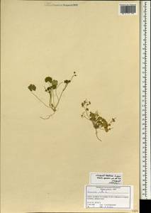 Geranium molle L., South Asia, South Asia (Asia outside ex-Soviet states and Mongolia) (ASIA) (Syria)