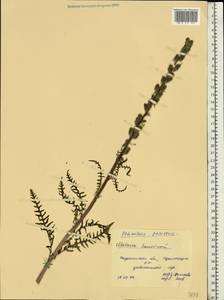 Pedicularis, Eastern Europe, Central forest-and-steppe region (E6) (Russia)