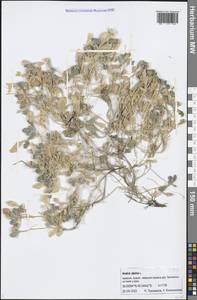 Arabis caucasica Willd., Caucasus, Armenia (K5) (Armenia)