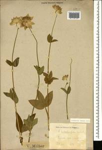 Astrantia maxima Pall., Caucasus, Krasnodar Krai & Adygea (K1a) (Russia)
