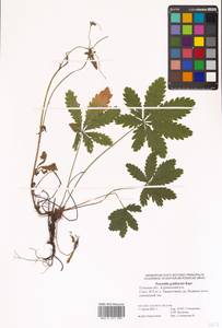 Potentilla thuringiaca Bernh. ex Link, Eastern Europe, Central region (E4) (Russia)