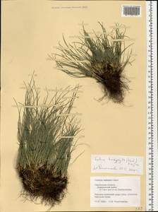 Festuca trachyphylla (Hack.) Hack., Eastern Europe, Western region (E3) (Russia)