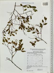 Spiraea media F. Schmidt, Siberia, Russian Far East (S6) (Russia)