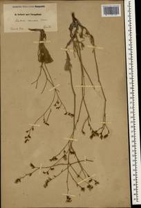 Limonium carnosum (Boiss.) Kuntze, South Asia, South Asia (Asia outside ex-Soviet states and Mongolia) (ASIA) (Iran)