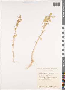 Amaranthus spinosus L., Caucasus, Georgia (K4) (Georgia)