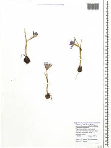 Crocus reticulatus Steven ex Adam, Caucasus, Stavropol Krai, Karachay-Cherkessia & Kabardino-Balkaria (K1b) (Russia)
