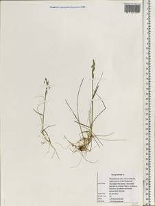 Poa pratensis L., Eastern Europe, Northern region (E1) (Russia)