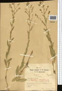 Lepidium latifolium L., Middle Asia, Northern & Central Kazakhstan (M10) (Kazakhstan)