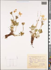 Anemonastrum narcissiflorum subsp. crinitum (Juz.) Raus, Siberia, Chukotka & Kamchatka (S7) (Russia)