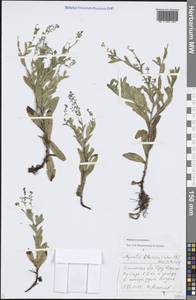 Myosotis scorpioides L., Eastern Europe, Western region (E3) (Russia)