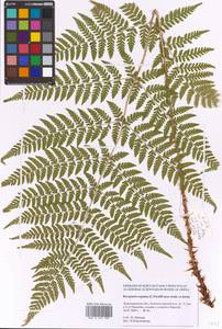 Dryopteris expansa (C. Presl) Fraser-Jenk. & Jermy, Eastern Europe, North-Western region (E2) (Russia)