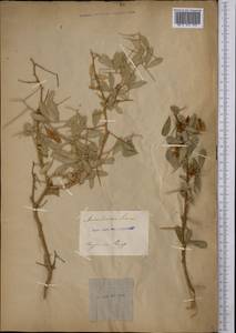 Ammodendron bifolium (Pall.)Yakovlev, Middle Asia, Muyunkumy, Balkhash & Betpak-Dala (M9) (Kazakhstan)
