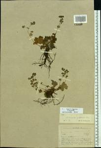 Alchemilla glaucescens Wallr., Eastern Europe, North-Western region (E2) (Russia)