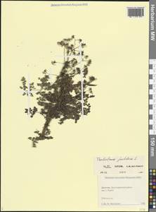 Thalictrum foetidum L., Caucasus, Dagestan (K2) (Russia)