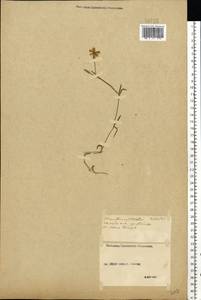 Dianthus deltoides L., Eastern Europe, Middle Volga region (E8) (Russia)