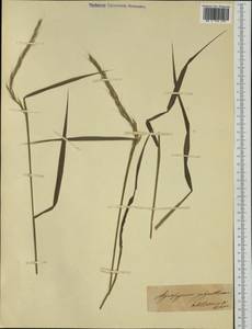 Thinopyrum elongatum (Host) D.R.Dewey, Botanic gardens and arboreta (GARD) (Italy)
