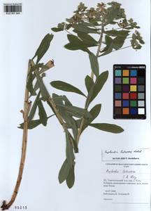 KUZ 001 544, Euphorbia pilosa L., Siberia, Altai & Sayany Mountains (S2) (Russia)