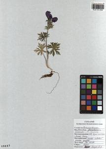 Aconitum pascoi Vorosch., Siberia, Altai & Sayany Mountains (S2) (Russia)