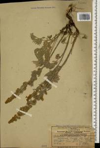Artemisia absinthium L., Caucasus, Armenia (K5) (Armenia)
