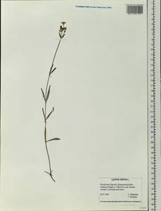 Silene orientalimongolica Kozhevn., Siberia, Baikal & Transbaikal region (S4) (Russia)