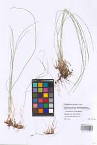 Trichophorum alpinum (L.) Pers., Eastern Europe, Western region (E3) (Russia)
