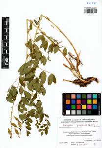 Astragalus frigidus (L.) A. Gray, Siberia, Baikal & Transbaikal region (S4) (Russia)
