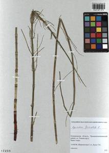 Equisetum fluviatile L., Siberia, Altai & Sayany Mountains (S2) (Russia)