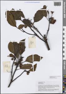 Rhodoleia championii Hook., South Asia, South Asia (Asia outside ex-Soviet states and Mongolia) (ASIA) (Vietnam)