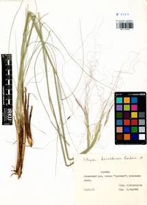 Stipa baicalensis Roshev., Siberia, Baikal & Transbaikal region (S4) (Russia)