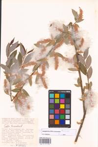 Salix triandra L., Eastern Europe, Lower Volga region (E9) (Russia)