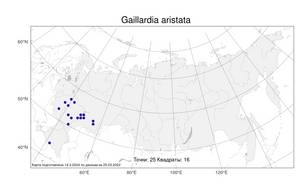 Gaillardia aristata Pursh, Atlas of the Russian Flora (FLORUS) (Russia)