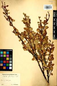 Betula fruticosa Pall., Siberia, Baikal & Transbaikal region (S4) (Russia)