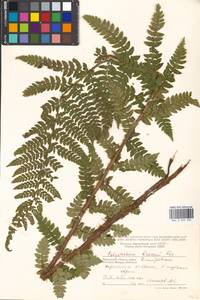 Polystichum braunii (Spenn.) Fée, Eastern Europe, Moscow region (E4a) (Russia)