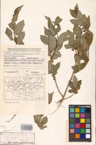 Salix pseudopentandra (Flod.) Flod., Mongolia (MONG) (Mongolia)