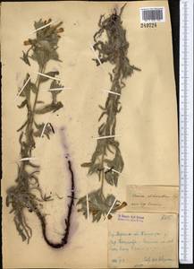 Onosma dichroantha Boiss., Middle Asia, Syr-Darian deserts & Kyzylkum (M7) (Uzbekistan)