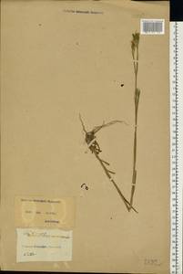 Dianthus armeria L., Eastern Europe, North Ukrainian region (E11) (Ukraine)