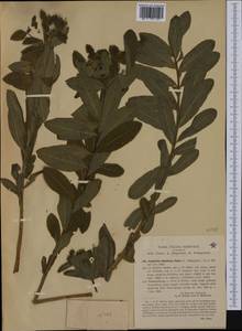 Euphorbia gibelliana Peola, Western Europe (EUR) (Italy)