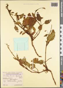 Scrophularia olympica Boiss., Caucasus, Georgia (K4) (Georgia)