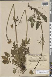 Valeriana cardamines M.Bieb., Caucasus, South Ossetia (K4b) (South Ossetia)