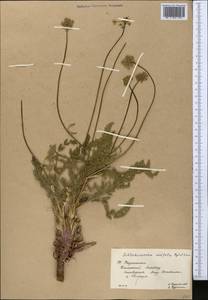 Schtschurowskia meifolia Regel & Schmalh., Middle Asia, Western Tian Shan & Karatau (M3) (Kazakhstan)