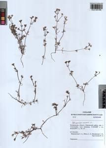 Scleranthus annuus L., Siberia, Altai & Sayany Mountains (S2) (Russia)