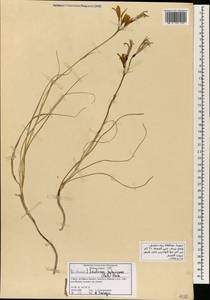 Ixiolirion tataricum (Pall.) Schult. & Schult.f., South Asia, South Asia (Asia outside ex-Soviet states and Mongolia) (ASIA) (Syria)