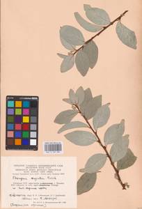 Elaeagnus commutata Bernh. ex Rydb., Eastern Europe, Lithuania (E2a) (Lithuania)