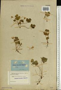 Oxalis acetosella L., Eastern Europe, North-Western region (E2) (Russia)