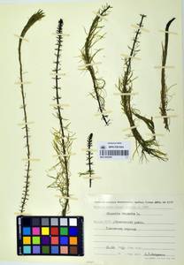 Hippuris vulgaris L., Siberia, Yakutia (S5) (Russia)