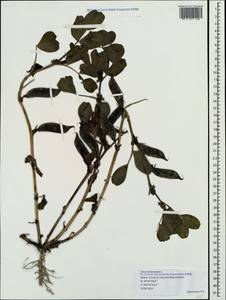 Vicia narbonensis L., Crimea (KRYM) (Russia)